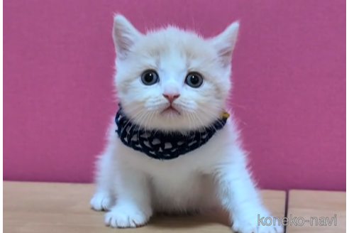 成約済の東京都のブリティッシュショートヘア-105731の3枚目